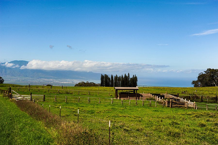 An upcountry farm with fantastic views of Haleakalā 