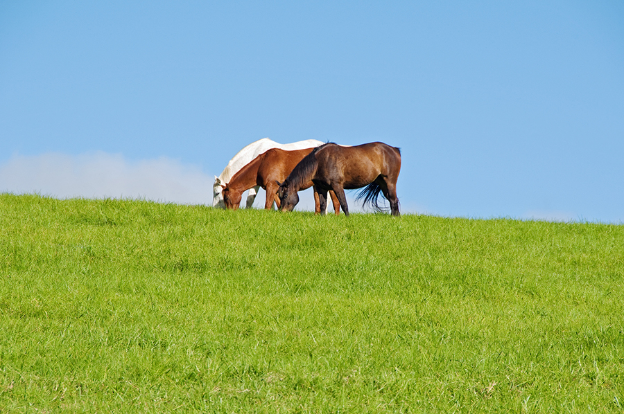 Upcountry horses enjoying the hillside